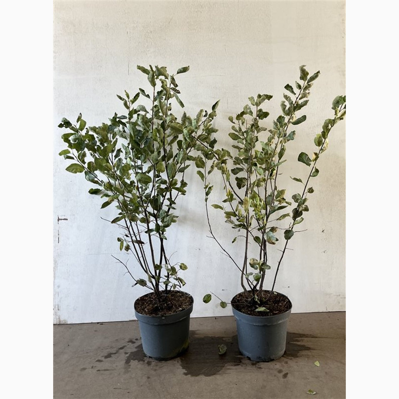 Häggmispel – Amelanchier lamarckii - C7.5 80-100 CM