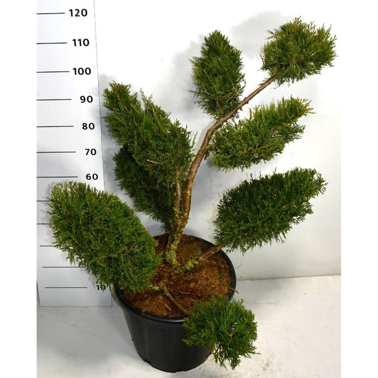 Kinesisk en – Juniperus chinensis 'Kuriwao Gold' - C35 80-100 cm. Multiplateau