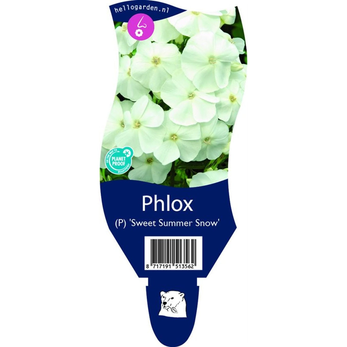 Höstflox – Phlox paniculata 'Sweet Summer Snow' - P11