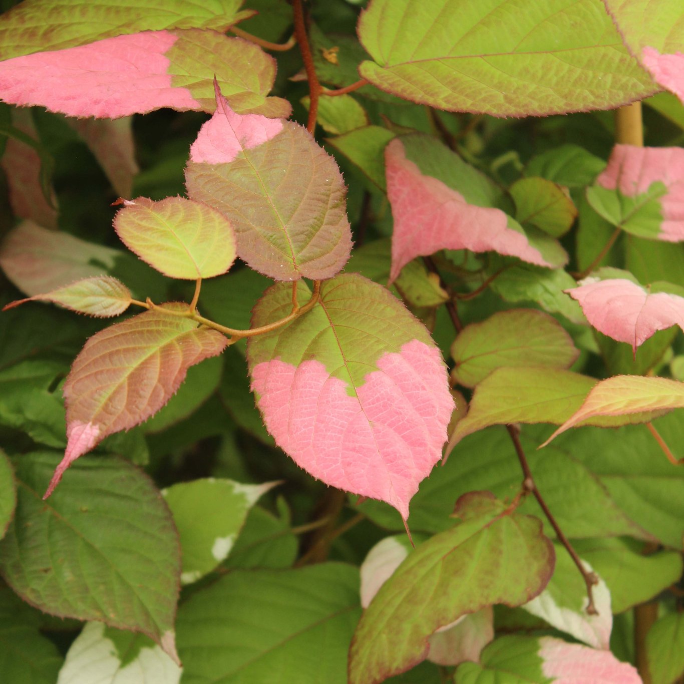 Minikiwi – Actinidia kolomikta - C2 50-60 CM 3 Stick