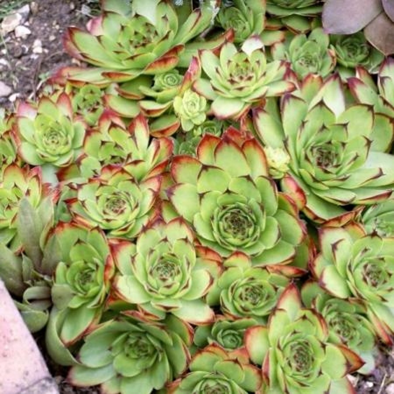 Taklök (färgvariant); – Sempervivum Groen/Green/Grün - P11