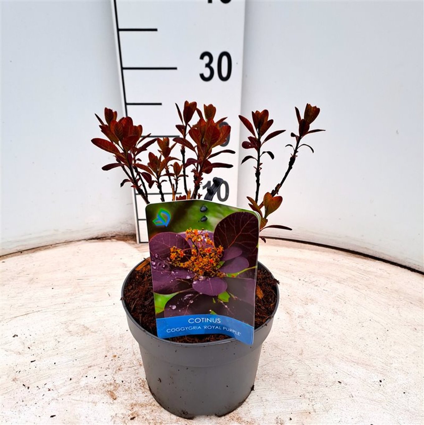 Perukbuske – Cotinus coggygria 'Royal Purple' - C2 30-40 CM