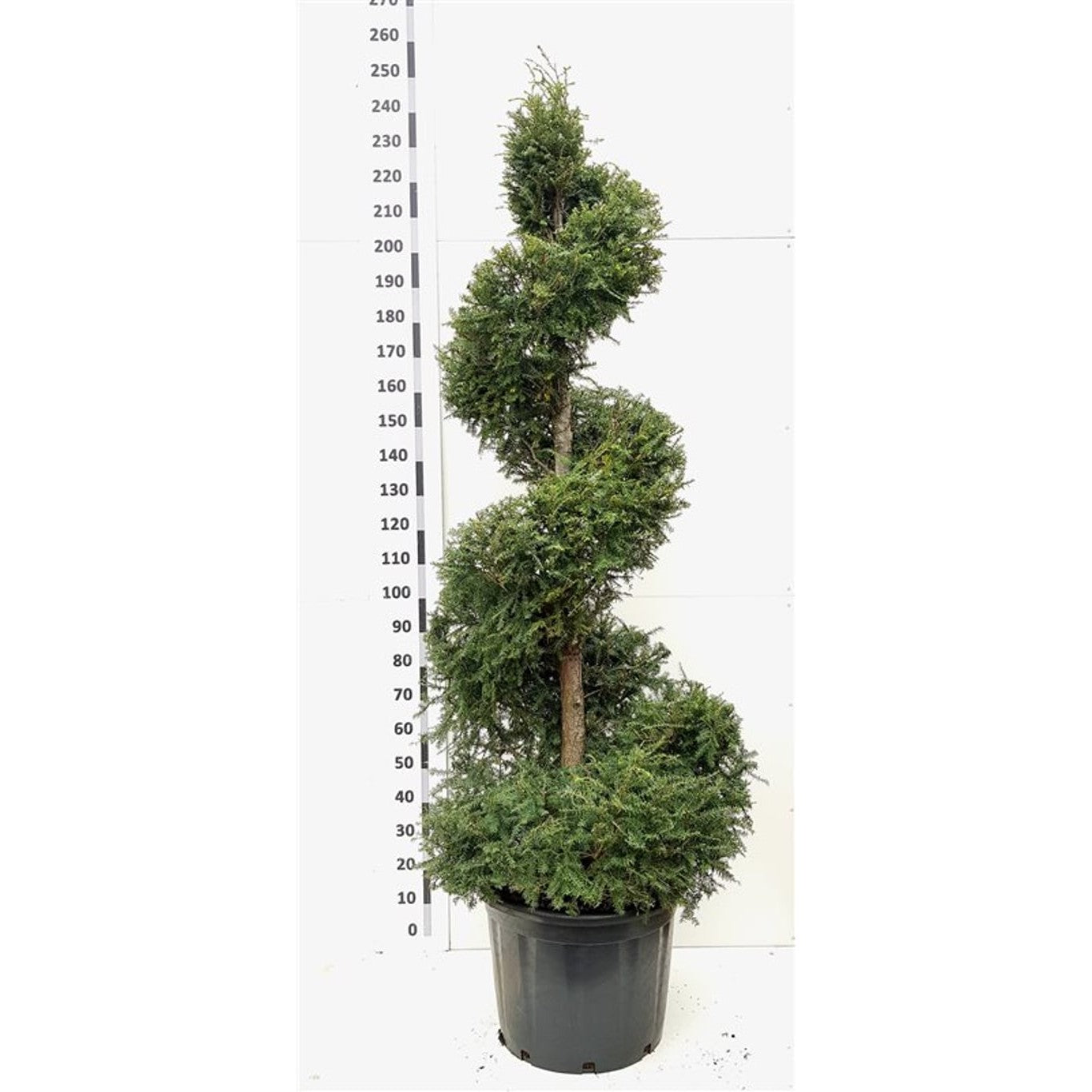 Hemlock – Tsuga canadensis - 160-180 CM Spiral Cont.