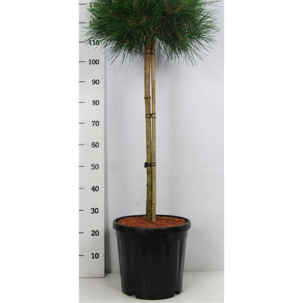 Svarttall – Pinus nigra 'Pierrick Bregeon' - C18 80 cm. Stam