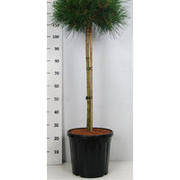 Svarttall – Pinus nigra 'Pierrick Bregeon' - C18 80 cm. Stam