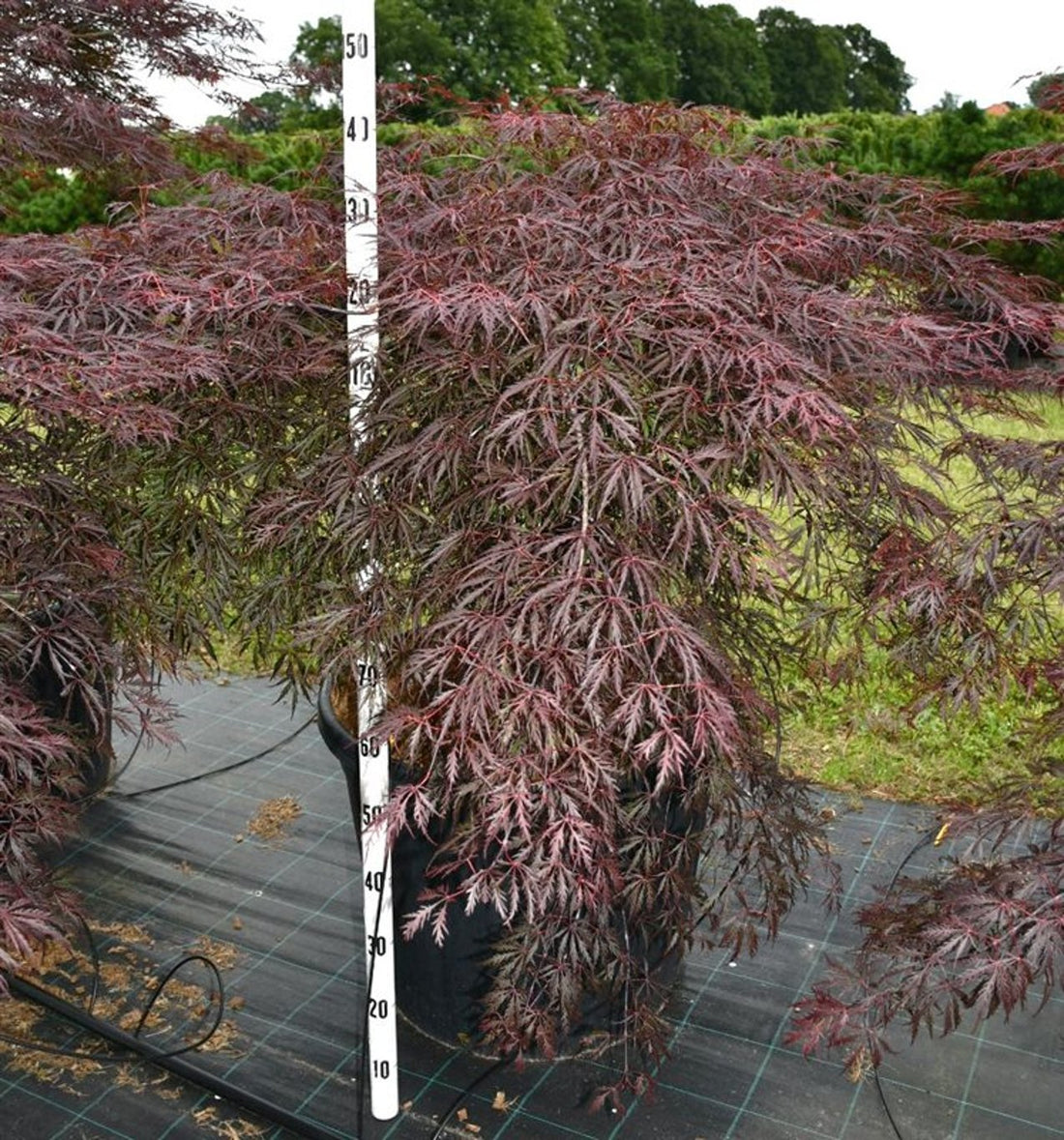 Japansk lönn – Acer palmatum &