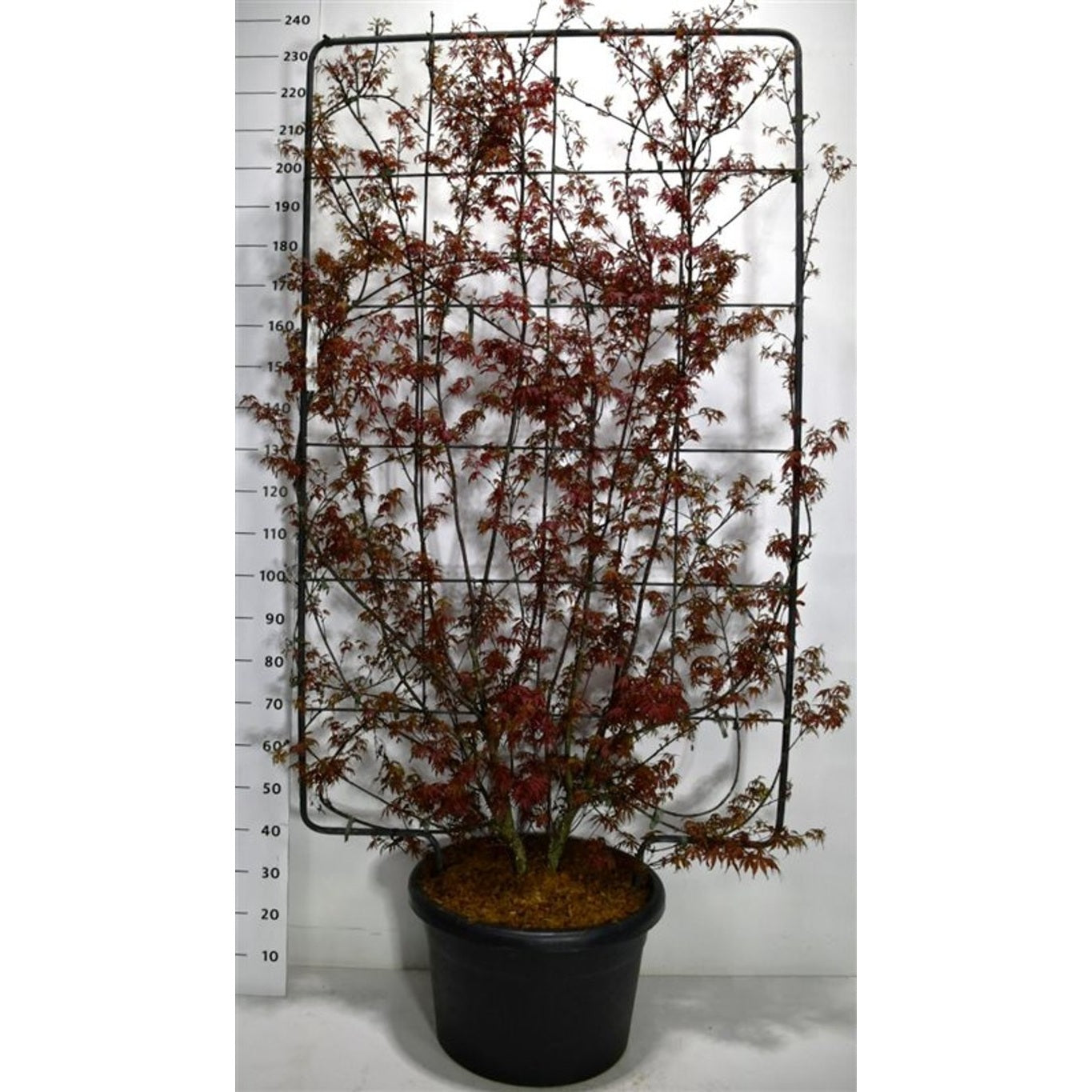 Japansk lönn – Acer palmatum 'Skeeter's Broom' - C60 200 cm. Scherm