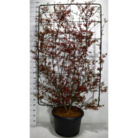 Japansk lönn – Acer palmatum 'Skeeter's Broom' - C60 200 cm. Scherm