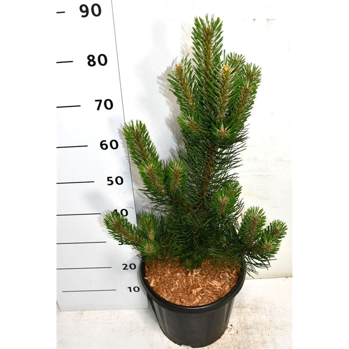 Svarttall – Pinus nigra 'Oregon Green' - C13 60-70 cm.