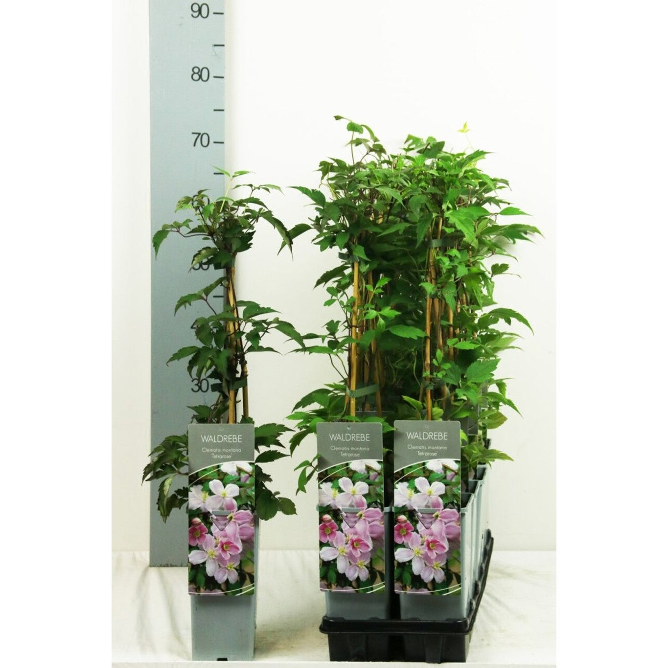 Klematis – Clematis 'Tetrarose' - C2 50-60 CM 3 Stick
