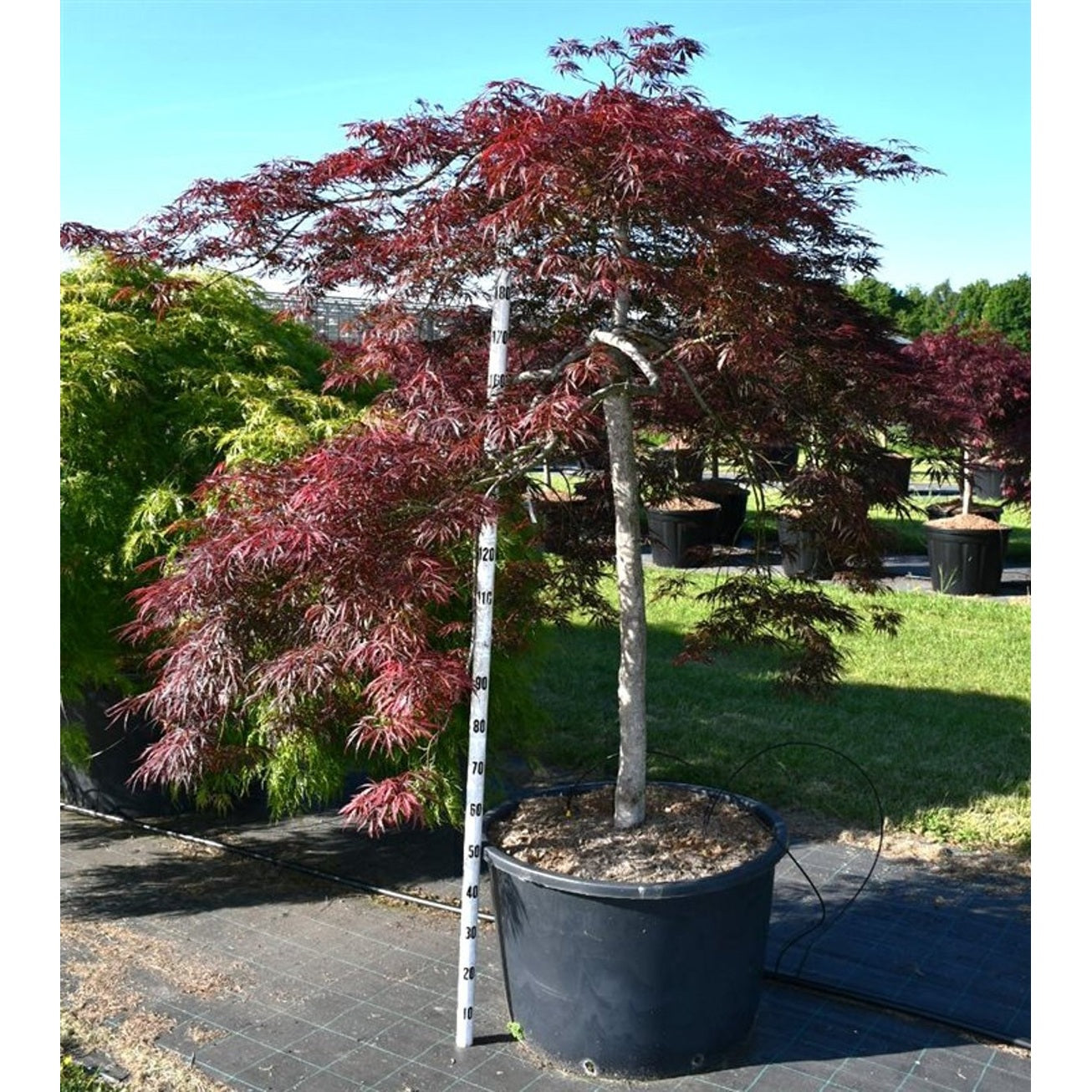 Japansk lönn – Acer palmatum 'Stella Rossa' - C160 100-110 cm. Stam