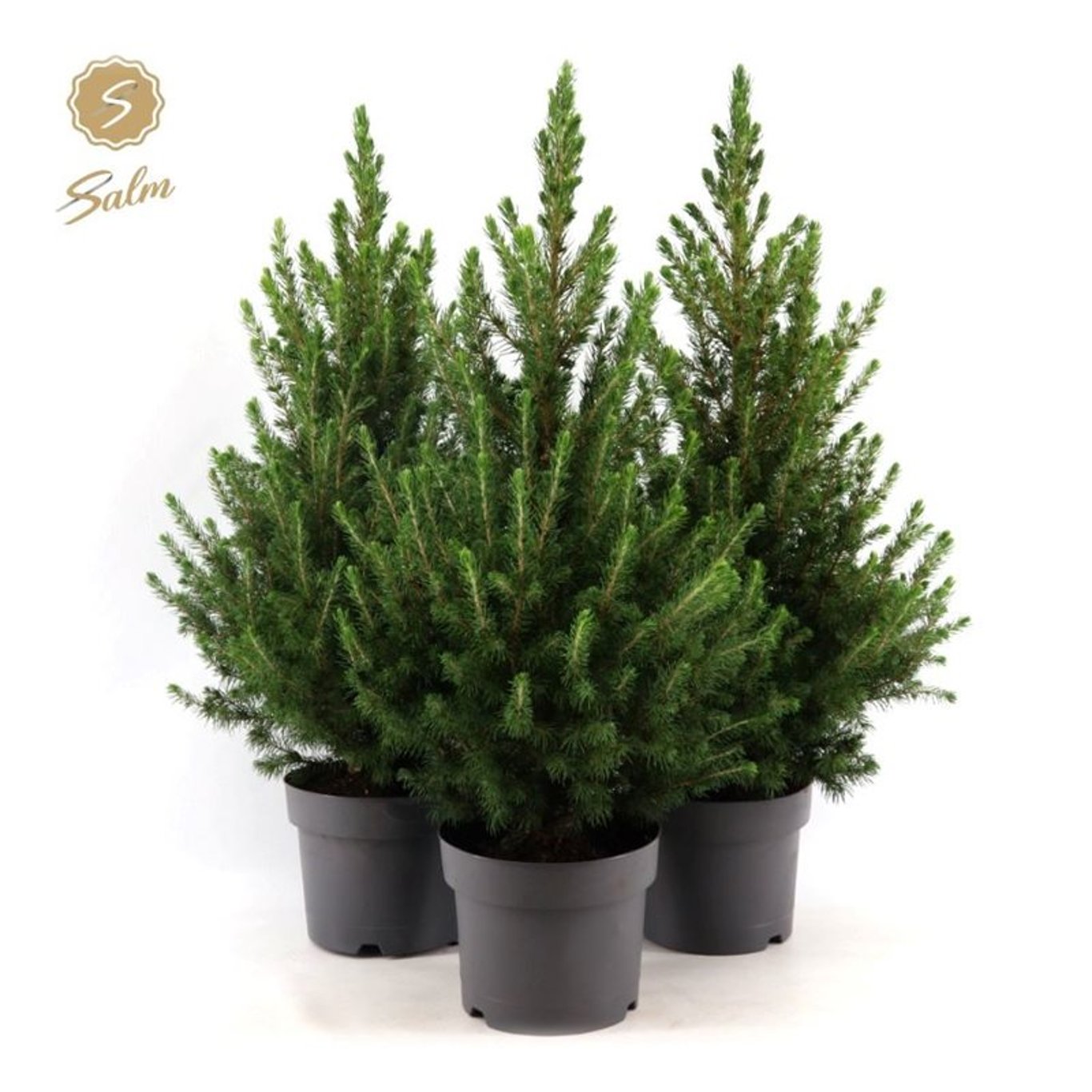 Vitgran – Picea glauca 'December' - C3 50-60 CM