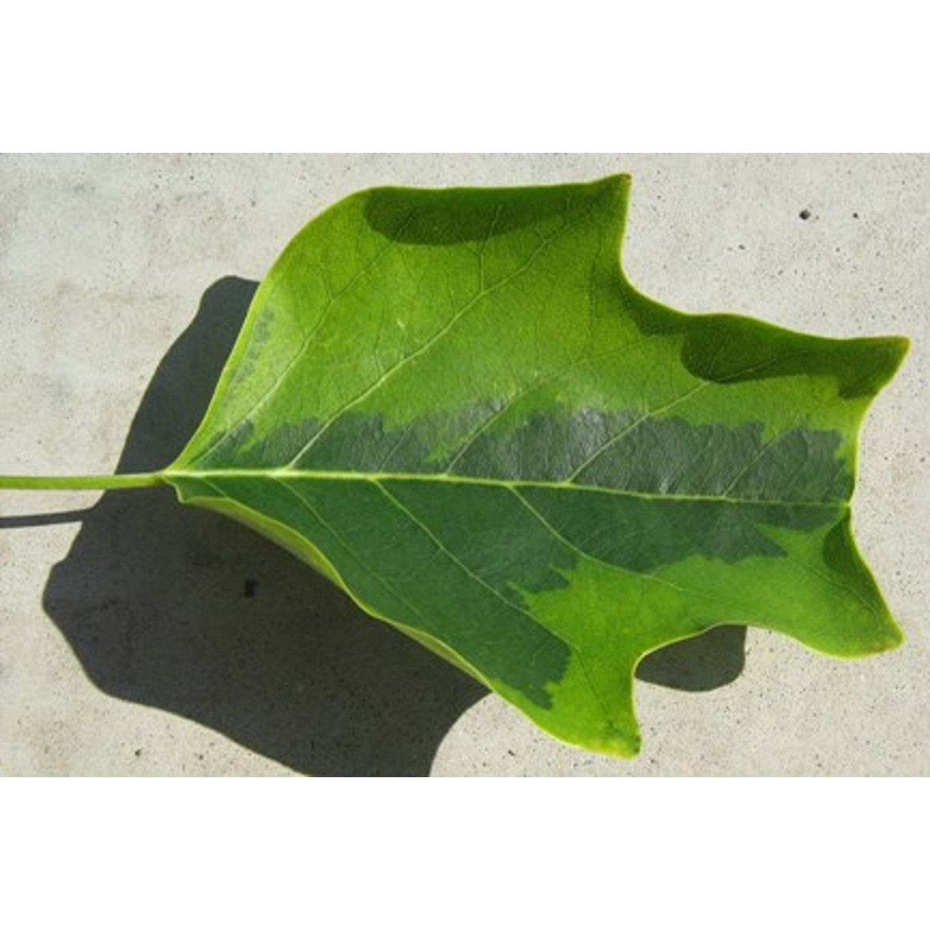 Tulpanträd – Liriodendron tulipifera 'Aureomarginata' - C20 6/8  150 CM Stem