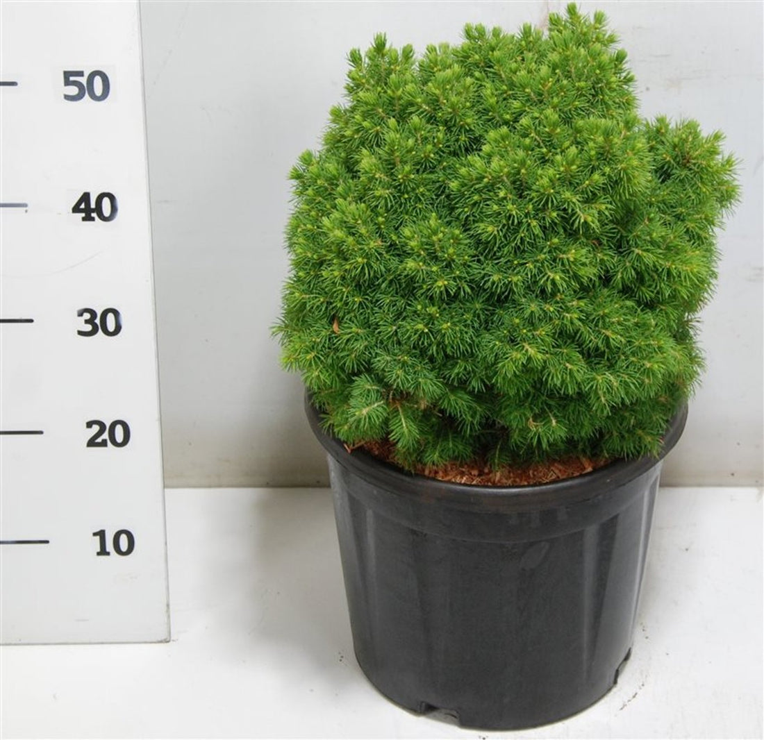 Albertagran – Picea glauca &