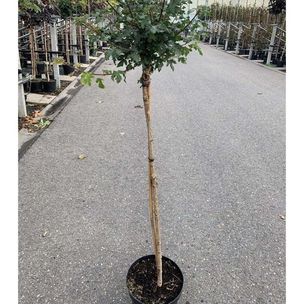 Fältlönn – Acer campestre 'Nanum' - C15 6/8  180 CM Stem