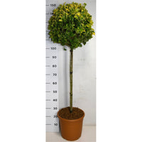 Japansk benved – Euonymus japonicus 'Aureus' - C15 90 cm. Stam