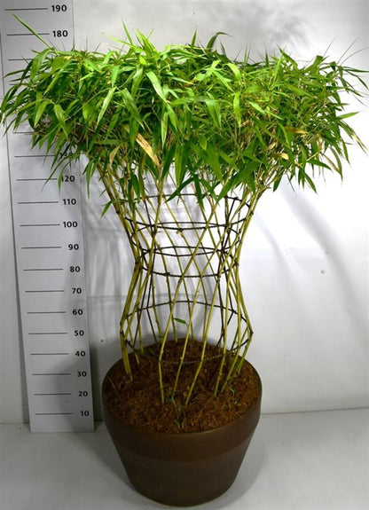Bamburör – Bambusa metake - C100 125-150 cm. Sol