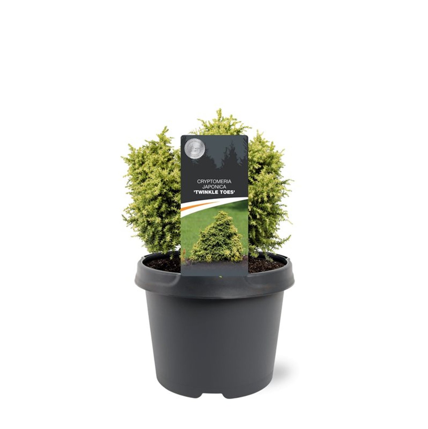 Japansk kryptomeria – Cryptomeria japonica 'Twinkle Toes' - C3 20-25 CM