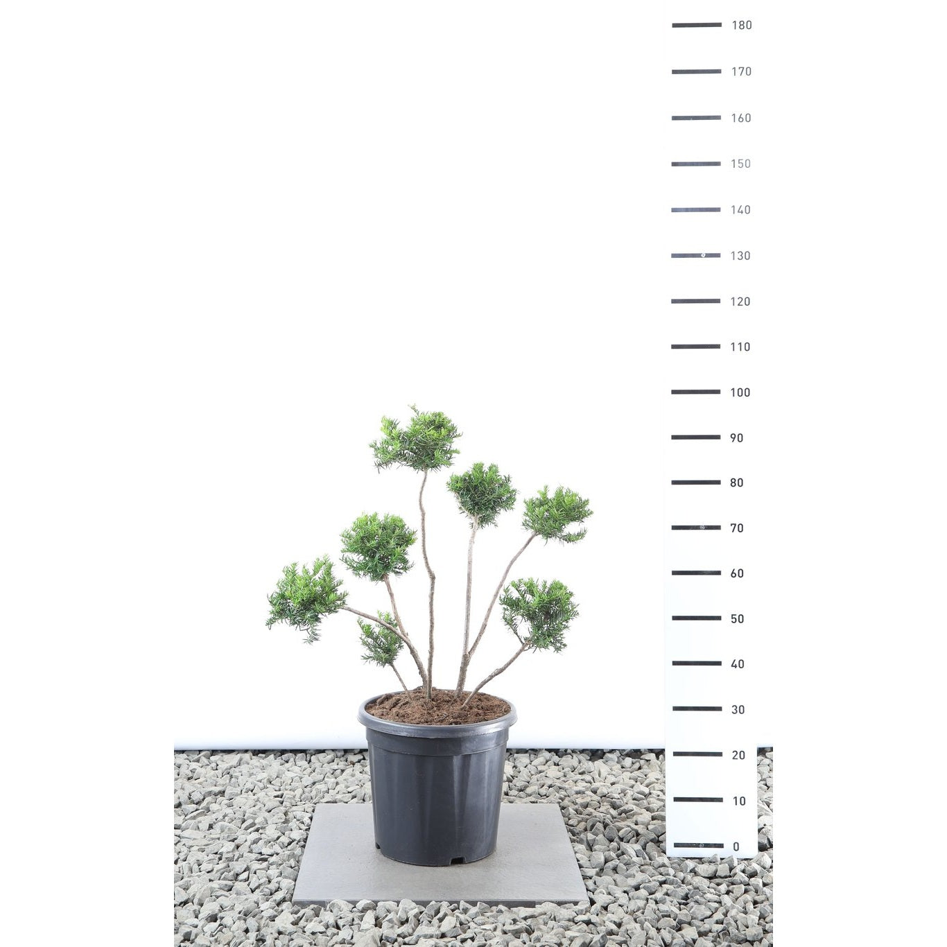 Hybrididegran – Taxus media 'Green Mountain' - 60-80 CM PonPon Cont.