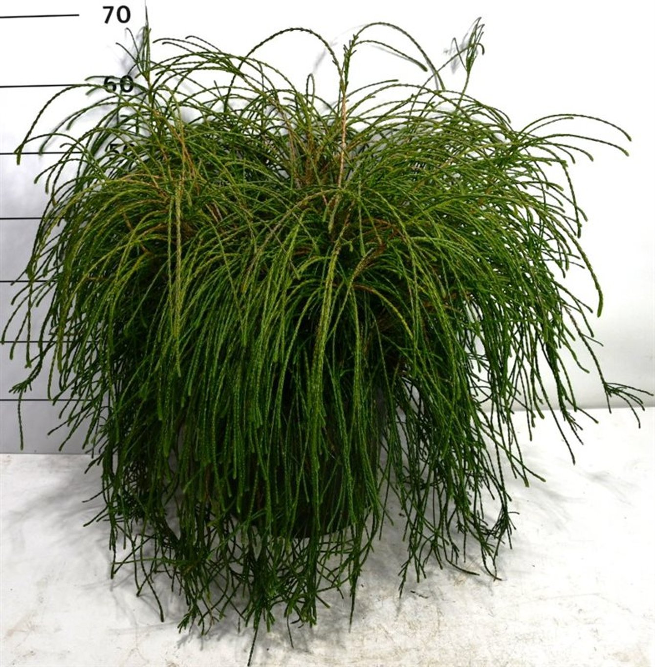 Thuja – Thuja plicata 'Whipcord' - C25 50-60 cm.