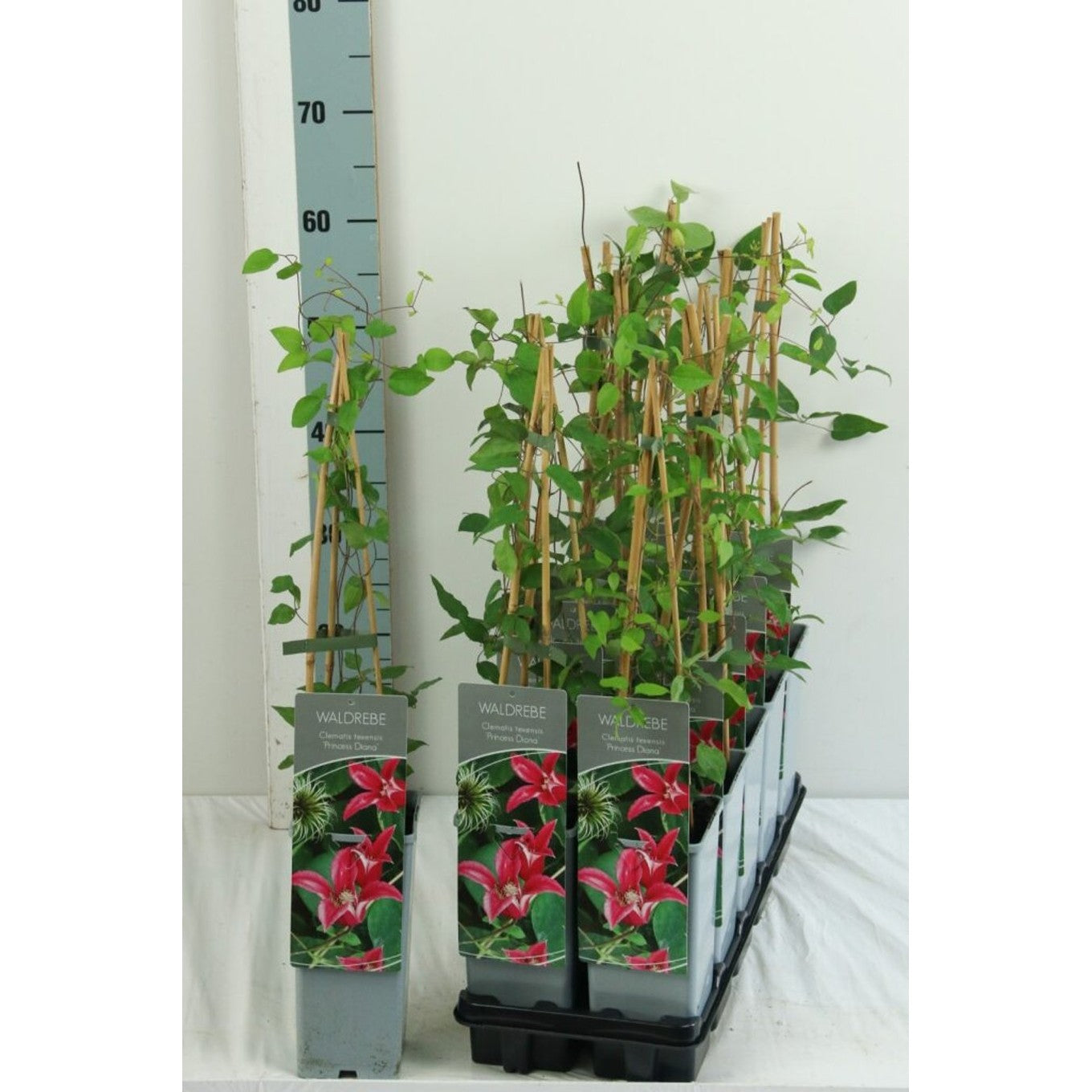 Klematis – Clematis 'Princess Diana' - C2 50-60 CM 3 Stick