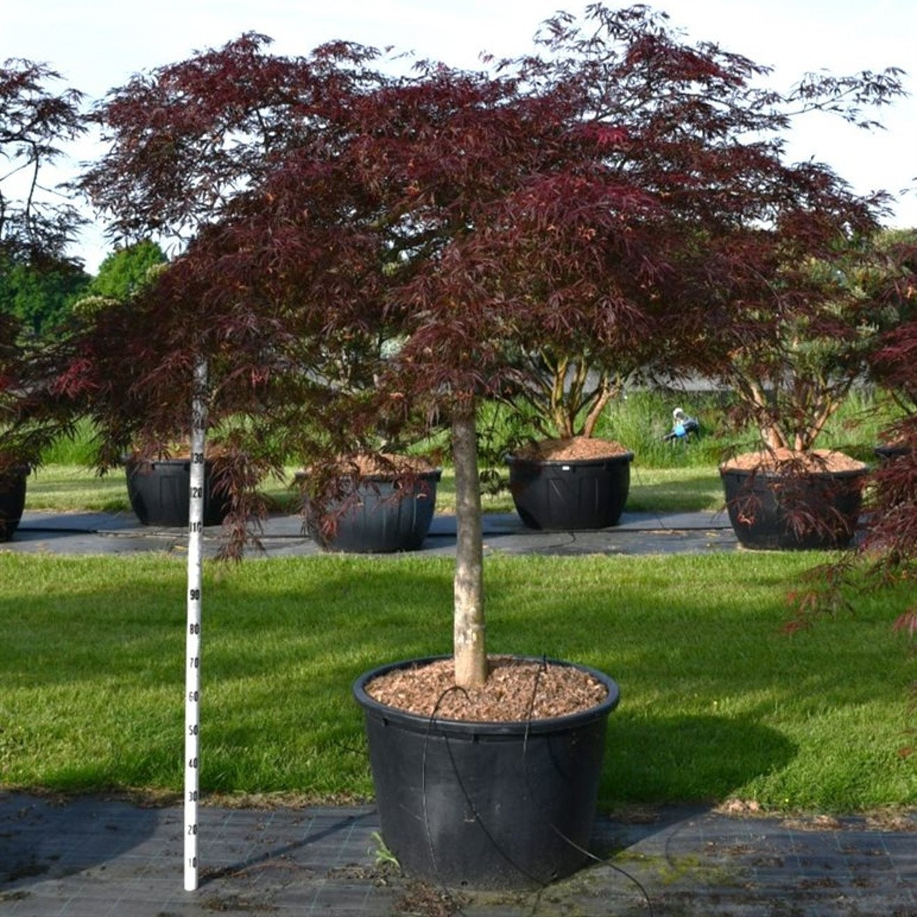 Japansk lönn – Acer palmatum 'Inaba-shidare' - C230 150 cm. Stam