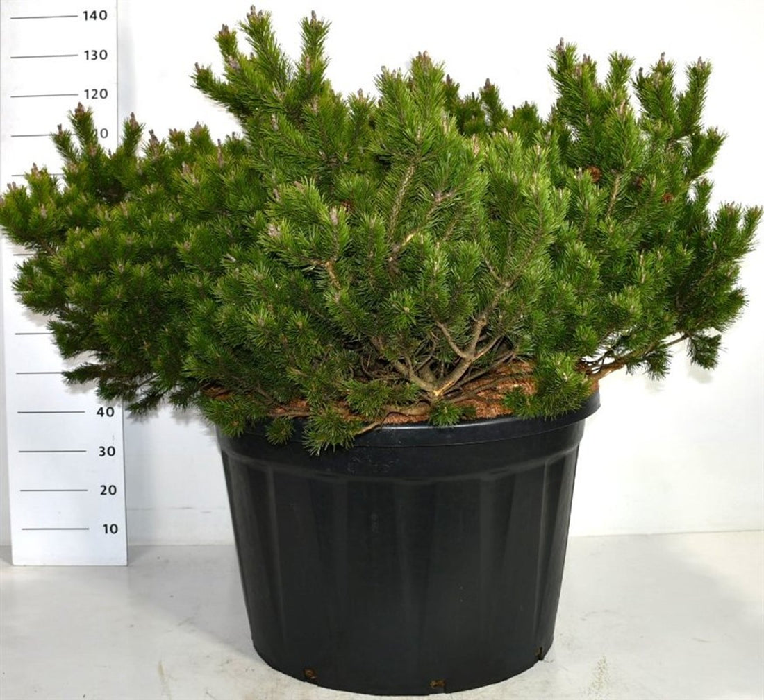 Bergtall – Pinus mugo &