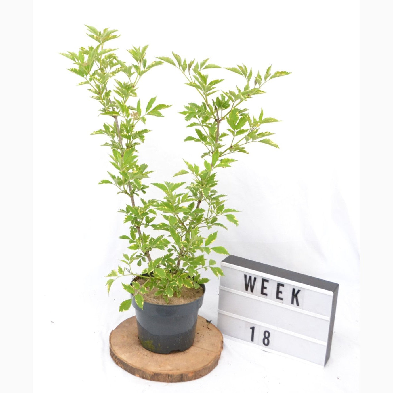 Fläder – Sambucus nigra 'Gold Spark' - C3 20-40 CM