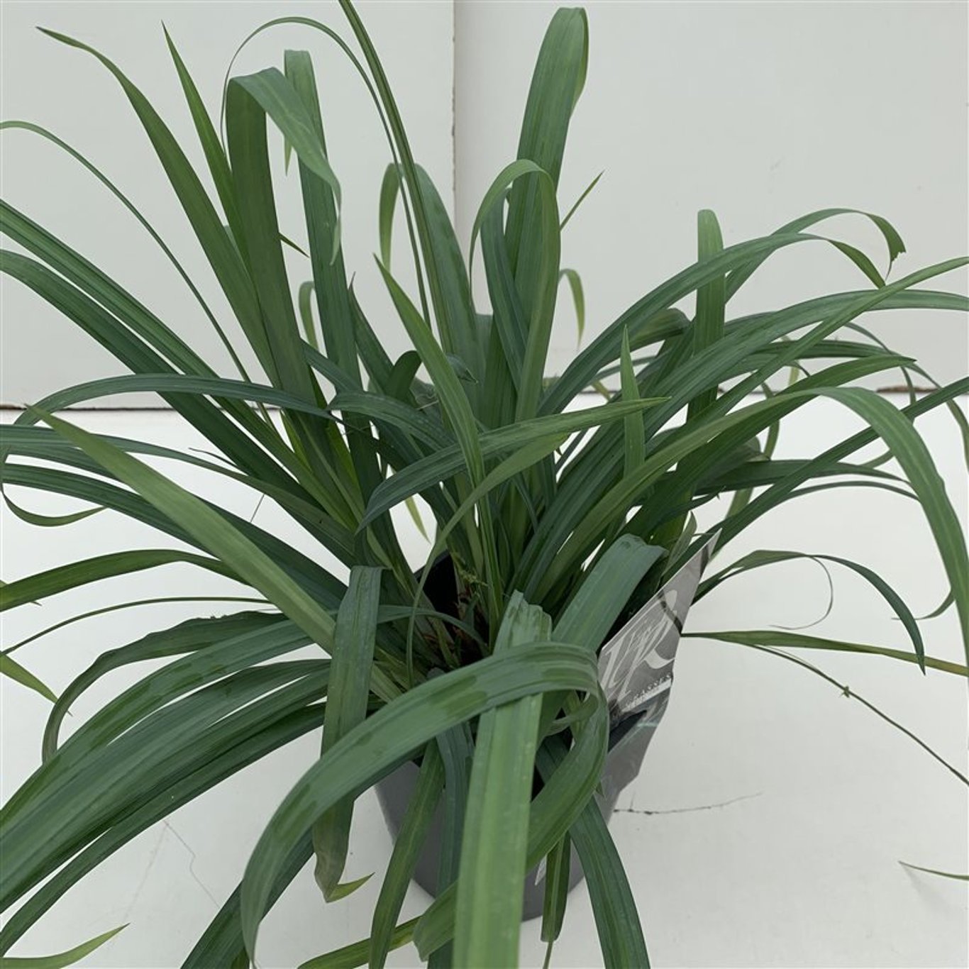 Starr – Carex laxiculmis 'Bunny Blue' - C2