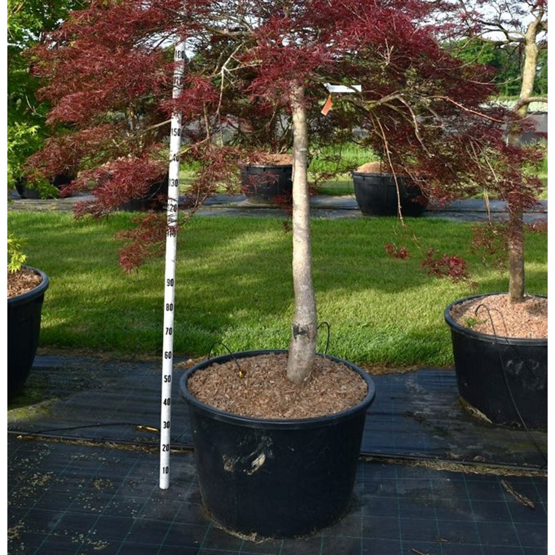 Japansk lönn – Acer palmatum 'Stella Rossa' - C160 120 cm. Stam