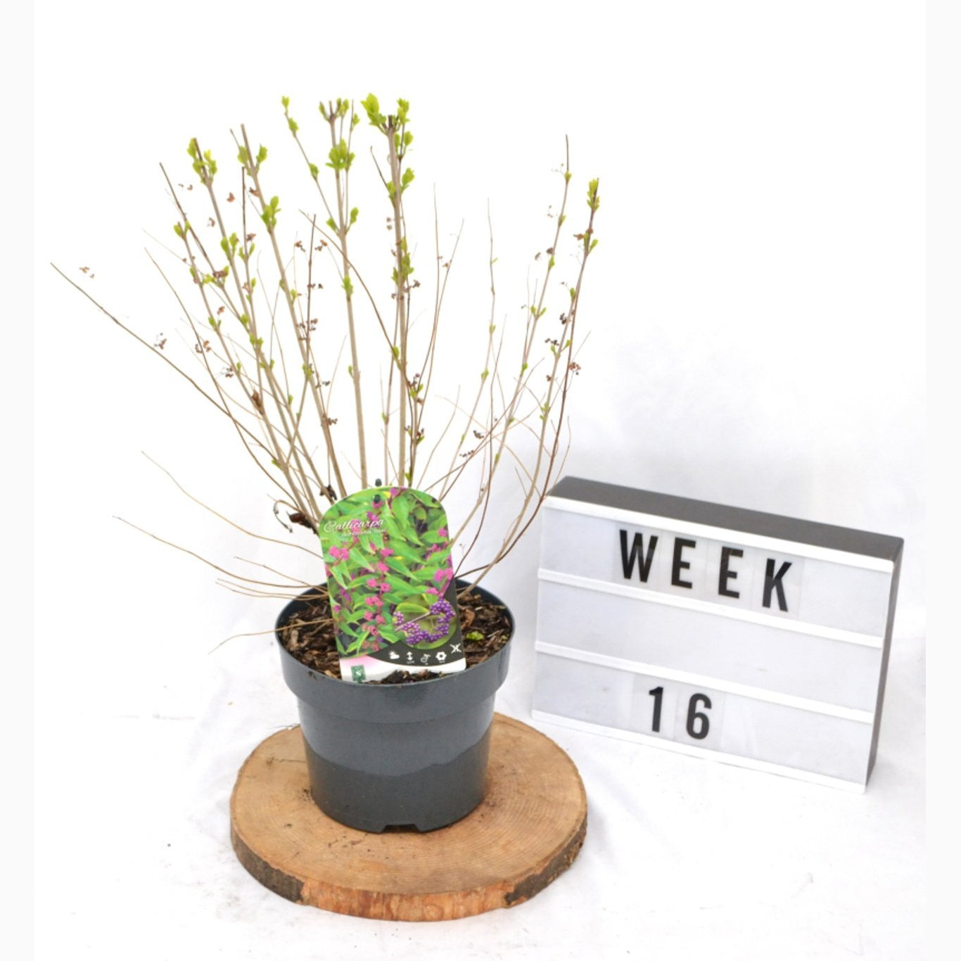 Skönhetsbär – Callicarpa dichotoma 'Issai' - C3 20-40 CM