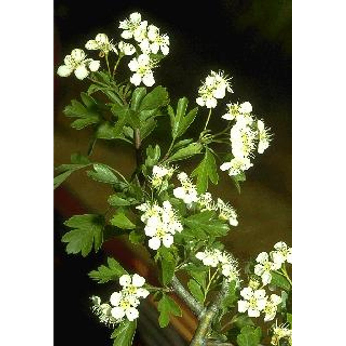 Hagtorn – Crataegus monogyna - 14/16 RB