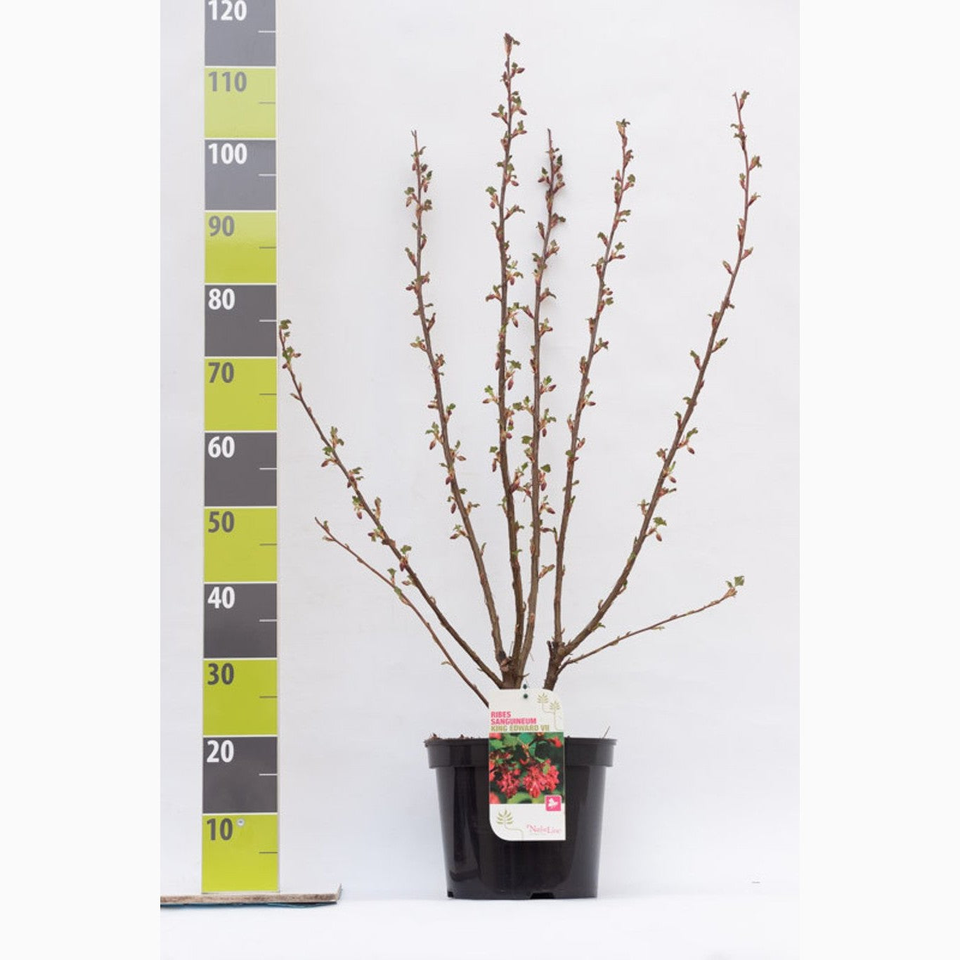 Blodrips – Ribes sanguineum 'King Edward VII' - C7.5 80-100 CM