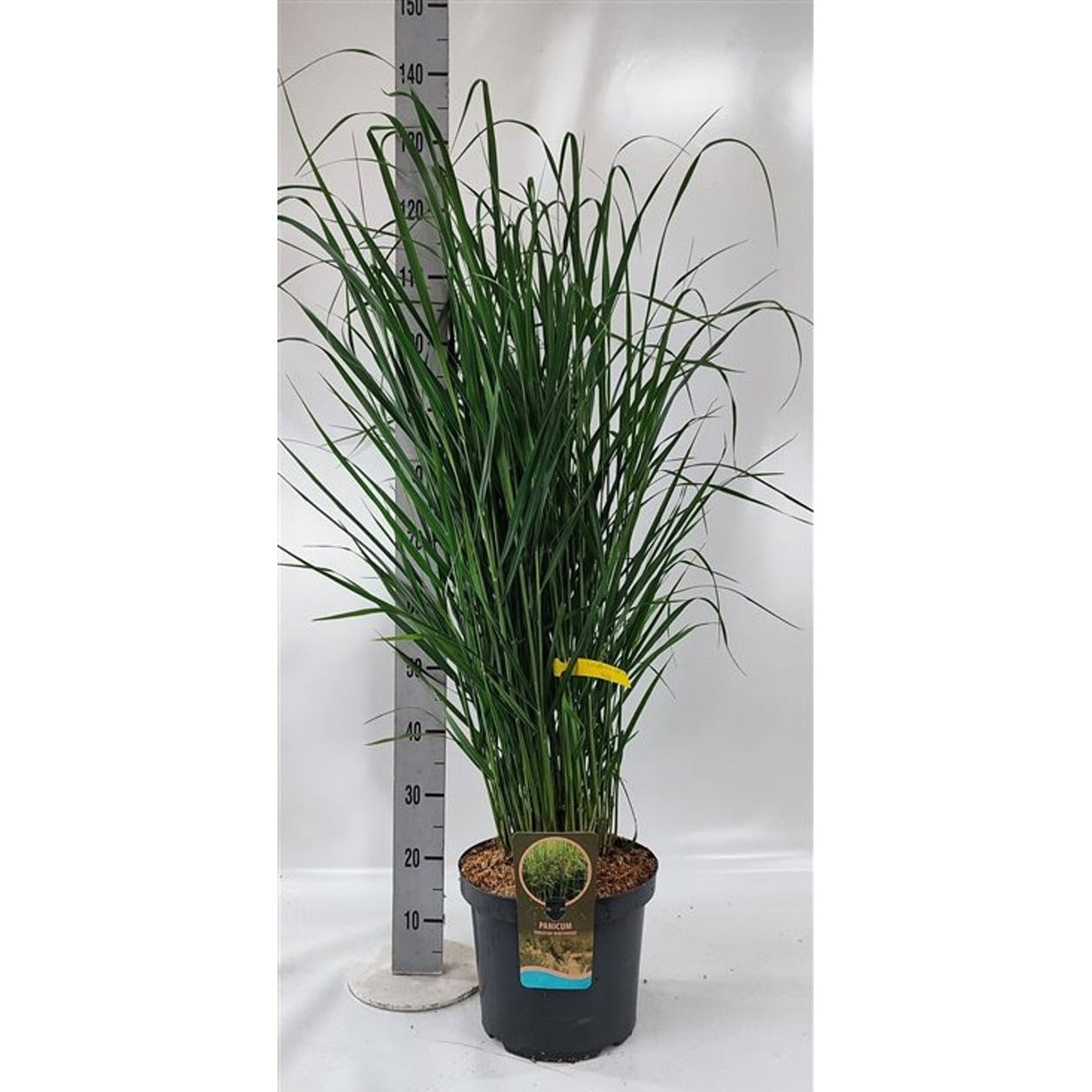 Präriestarr – Panicum virgatum 'Northwind' - C10 80-100 CM