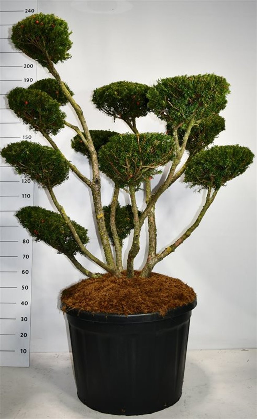 Japansk idegran – Taxus cuspidata &