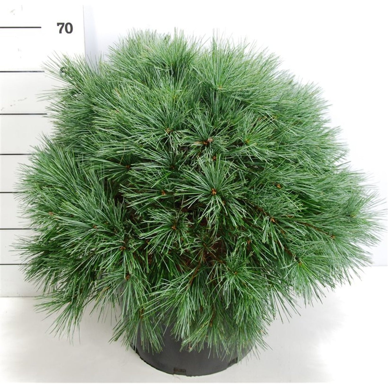 Västra vit­tall – Pinus strobus 'Bergman's Mini' - C25 60-70 cm.