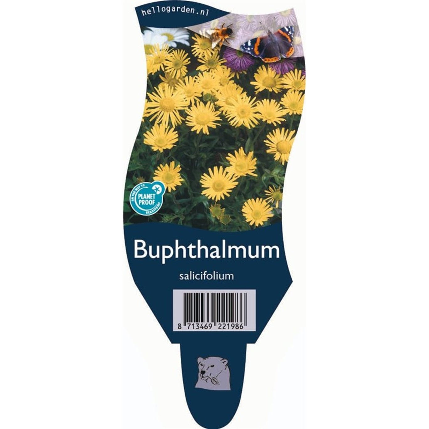 Oxöga – Buphthalmum salicifolium - P11