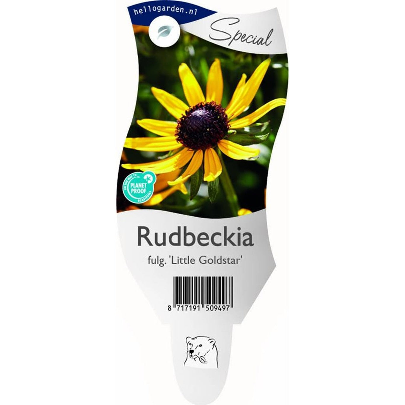 Strålrudbeckia – Rudbeckia fulgida 'Little Goldstar' - P11