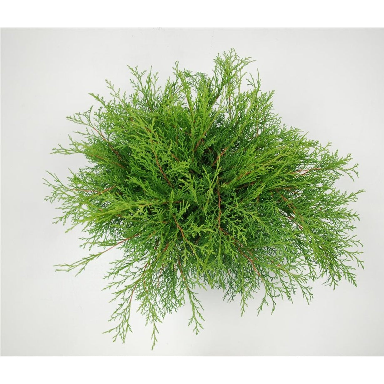 Mikrobiota – Microbiota decussata - C5 30-40 CM