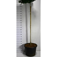 Tempelträd – Ginkgo biloba 'Mariken' - C65 180 cm. Stam