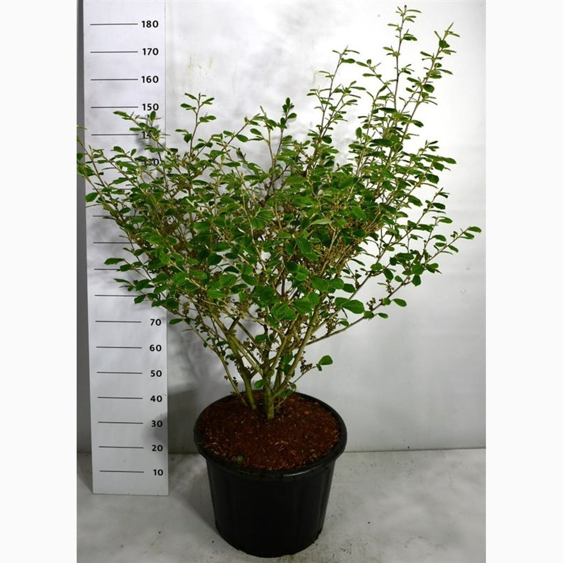 Trollhassel – Hamamelis intermedia &