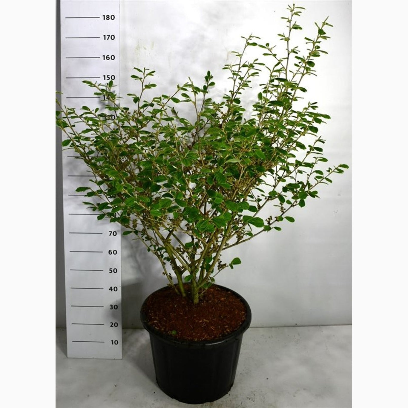 Trollhassel – Hamamelis intermedia 'Arnold Promise' - C65 100-125 CM