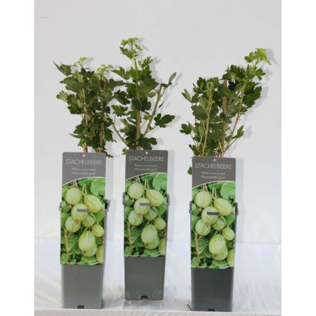 Krusbär – Ribes uva-crispa 'Hinnonmäki Grön' - C2 30-40 CM