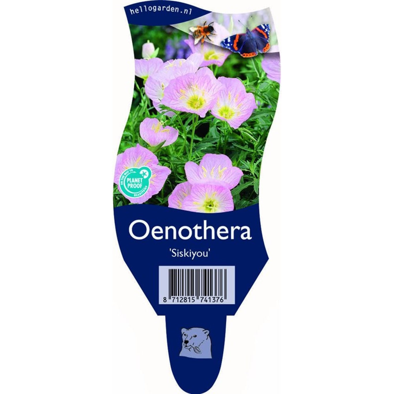 Nattljus – Oenothera speciosa 'Siskiyou' - P11