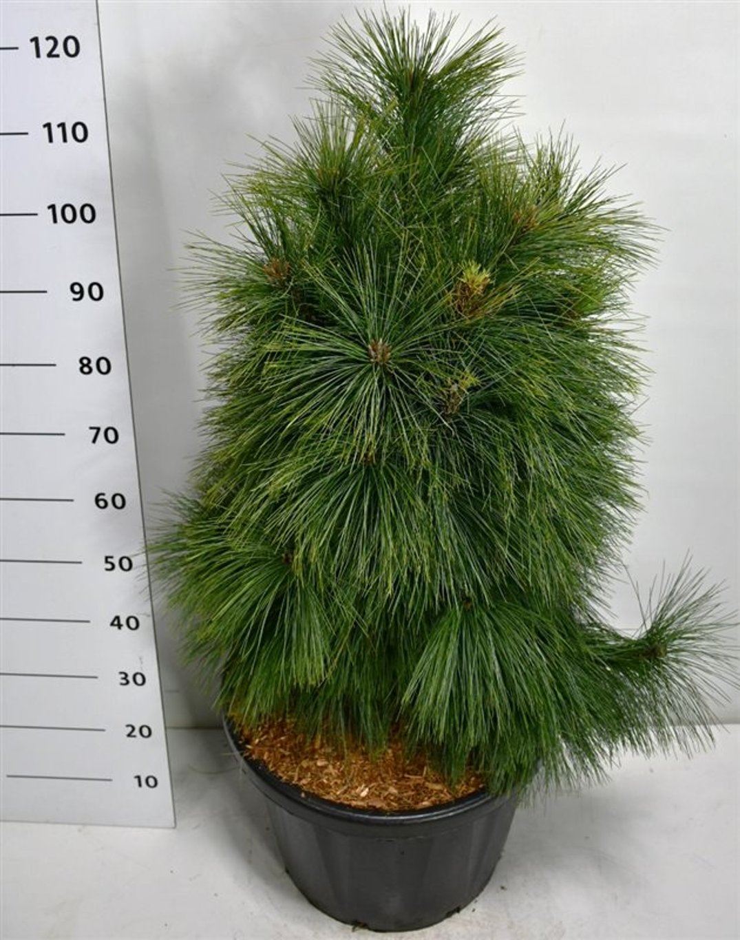 Schwerins tall – Pinus schwerinii &