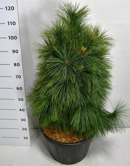 Schwerins tall – Pinus schwerinii &