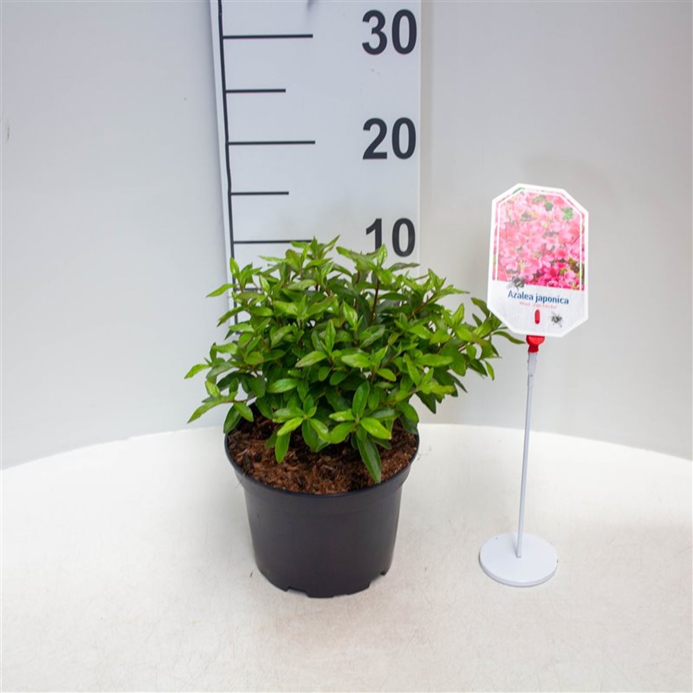 Rhododendron – Rhododendron (AJ); 'Mad. van Hecke' - C2 20-25 CM