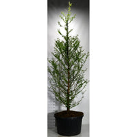 Vattenlärkträd – Metasequoia glyptostroboides - C280 300-350 cm.