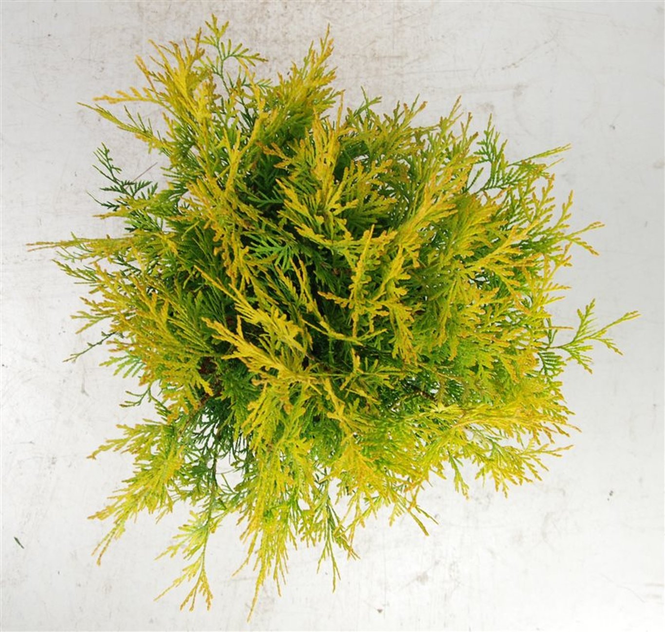 Thuja – Thuja occidentalis 'Golden Globe' - C5 30-40 cm.