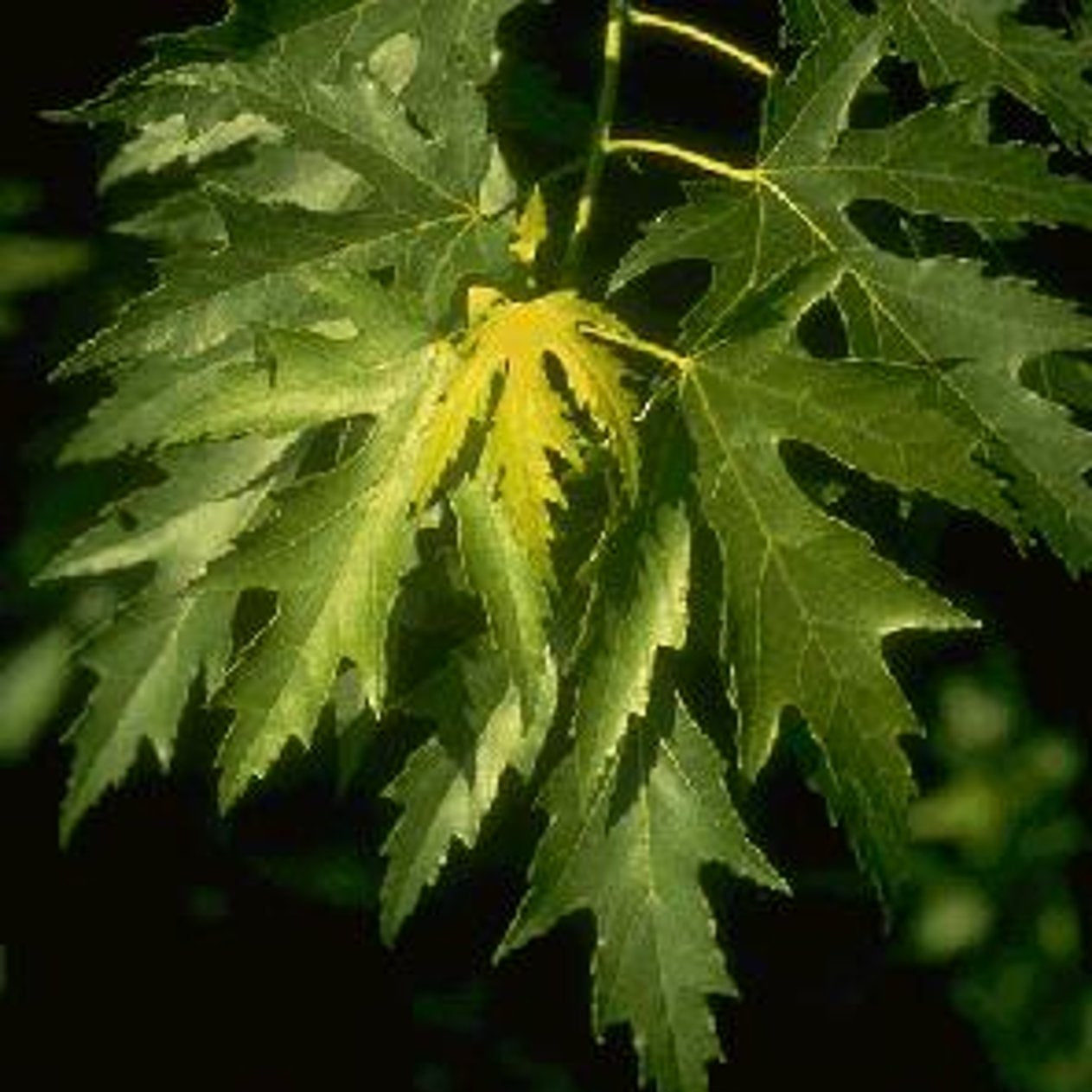 Japansk lönn – Acer s. 'Laciniatum Wieri' - 16/18 RB